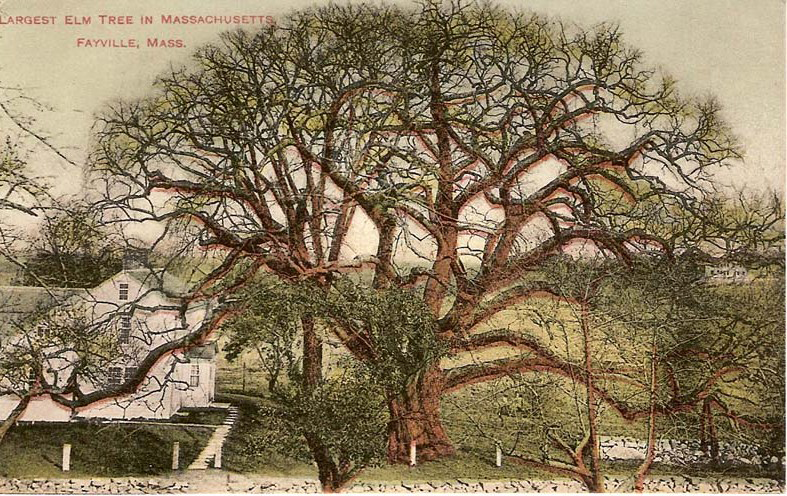 This undated postcard, probably from the turn of the century before, shows the largest elm tree in Massachusetts. The exact location is unknown. Many of these giants were destroyed in the hurricane of 1938. The rest succumbed to Dutch Elm disease in the 60 and 70s.